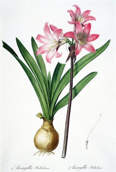 Amaryllis Belladonna, de 